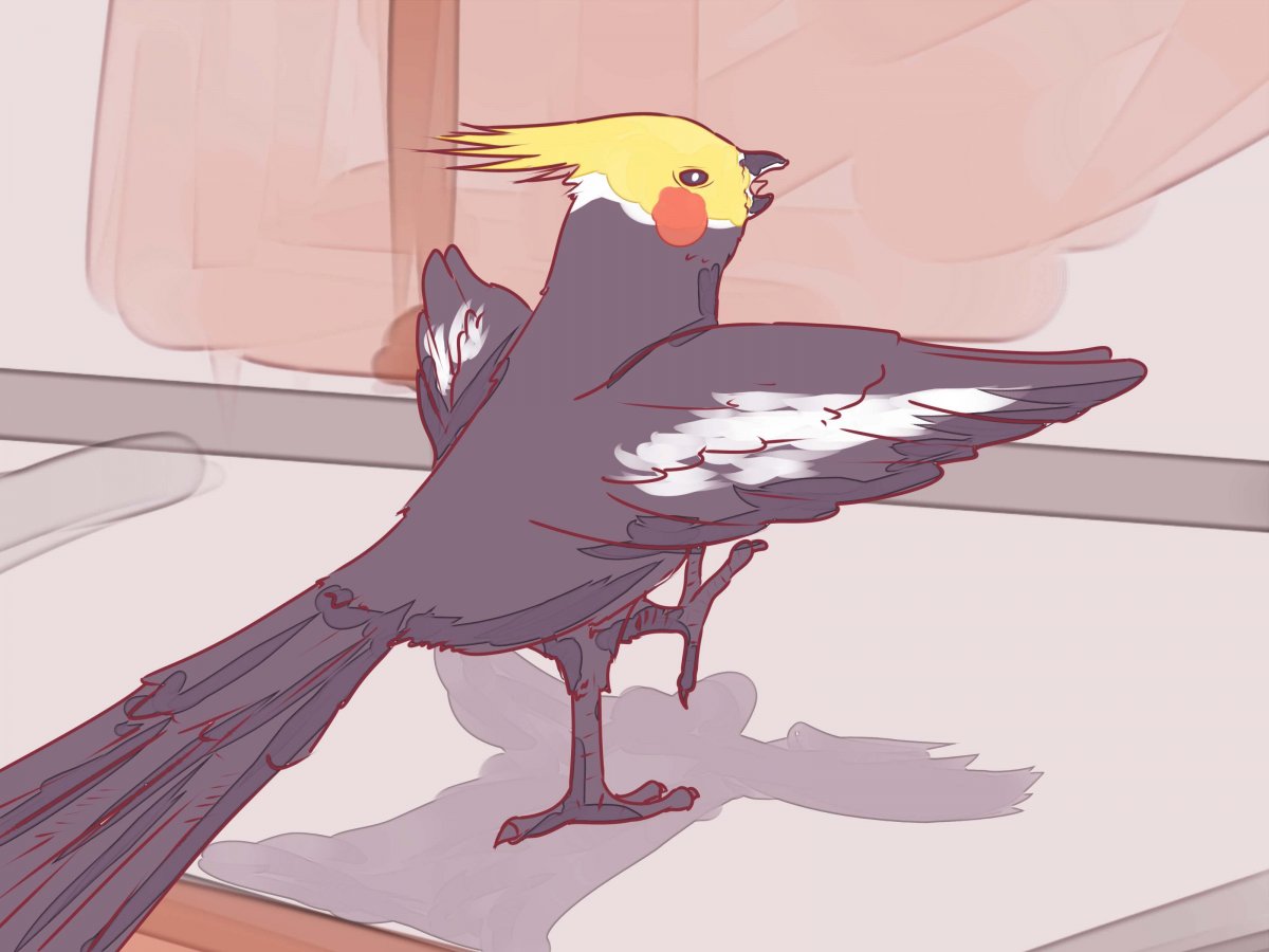 Корелла референс