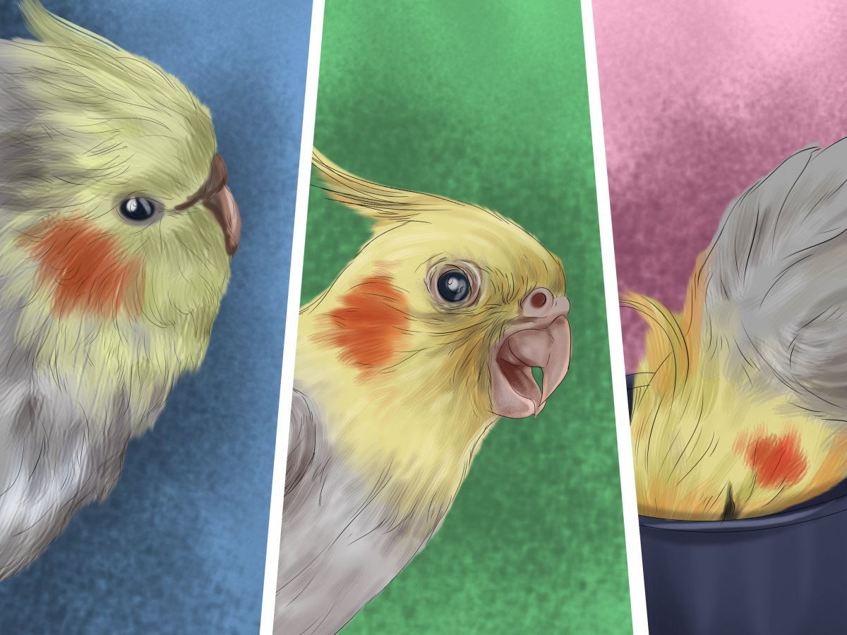 Попугай корелла мультяшка