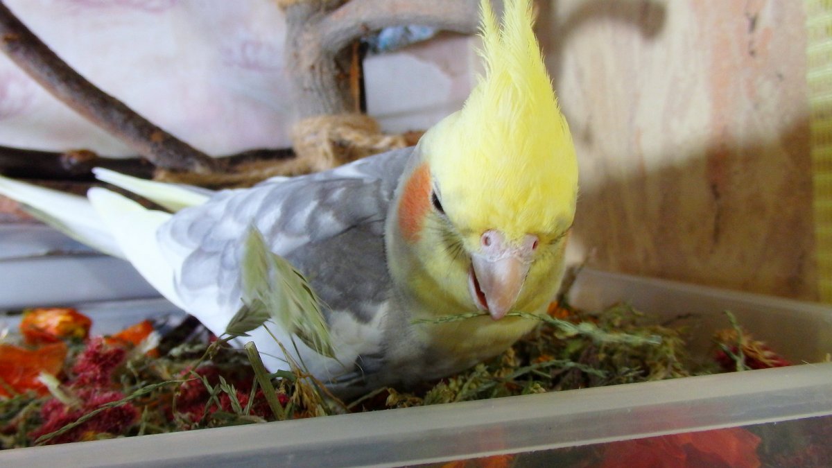 Корелла с голубыми глазами