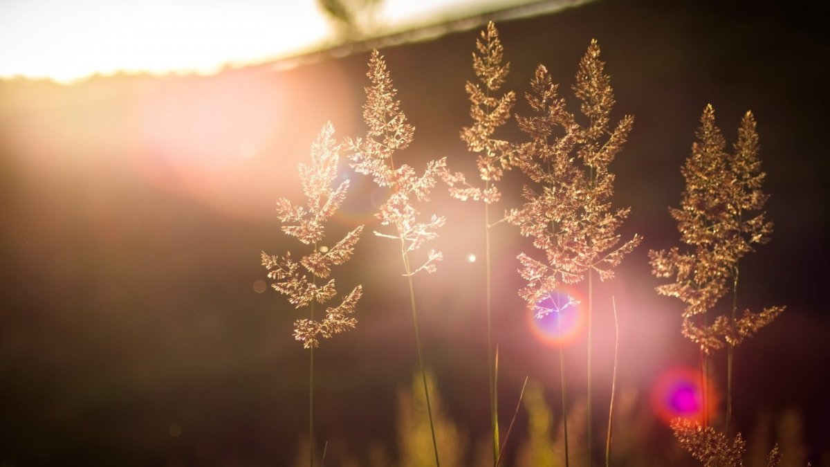 Хрущев Никита Сергеевич портрет