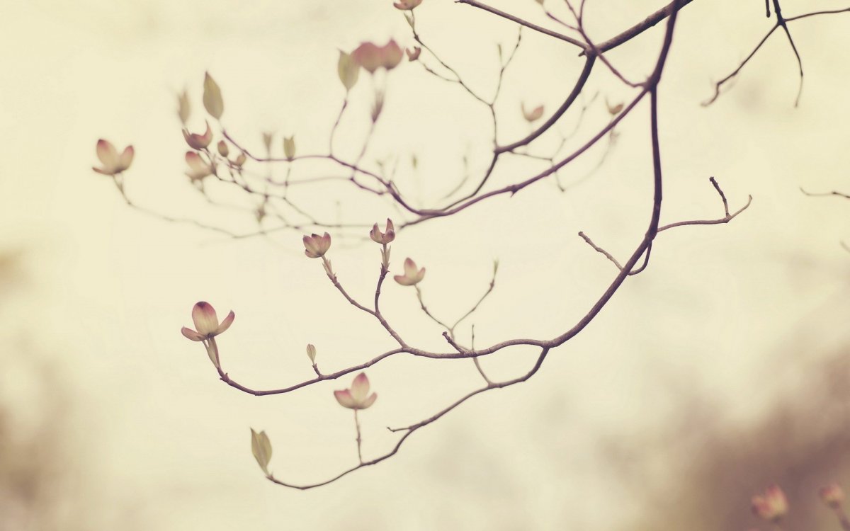 Осень в пастельных тонах