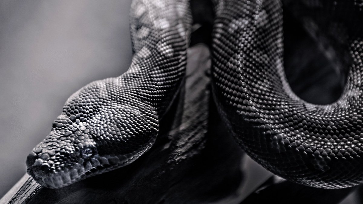 Гвидо Мокафико змеиная коллекция