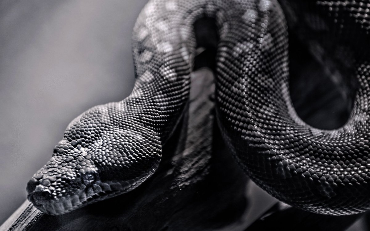 Черная змея