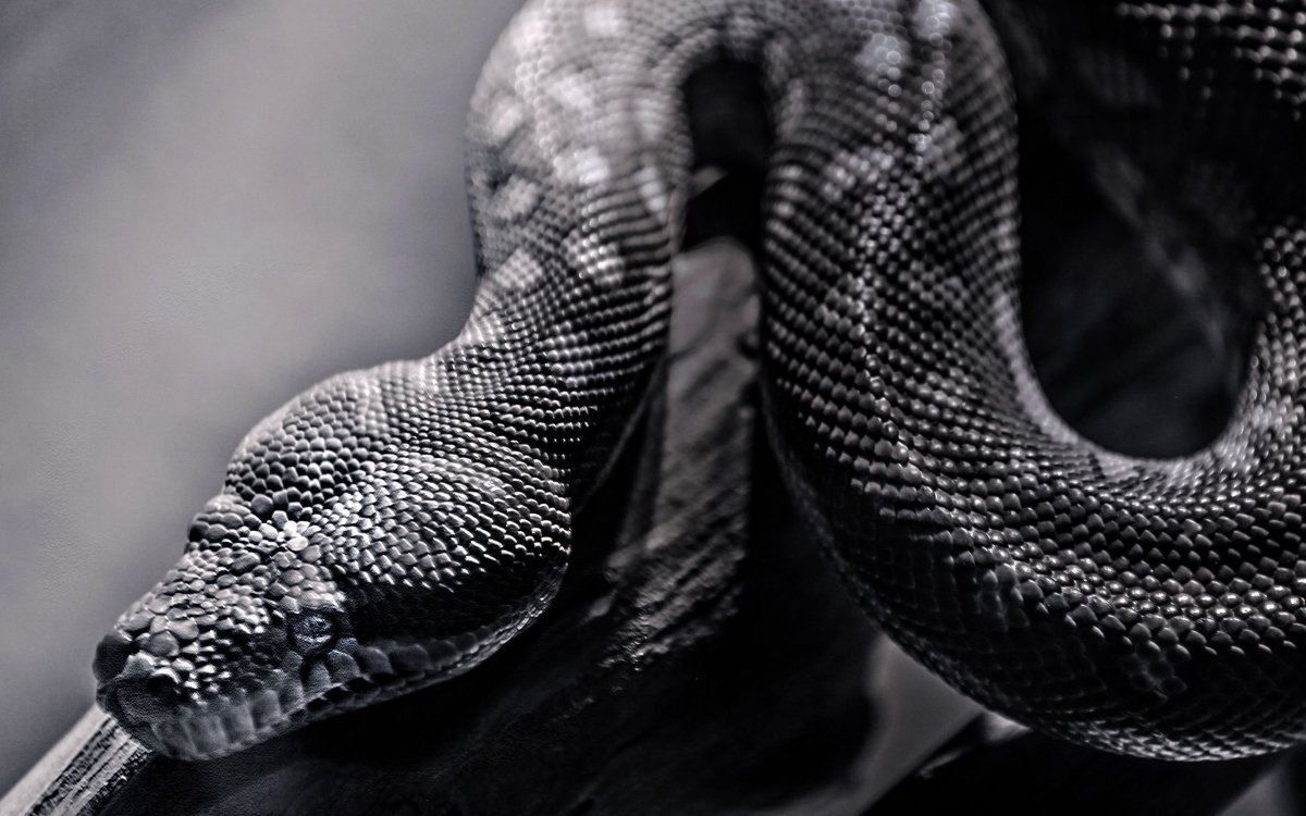 Белая змея на черном фоне