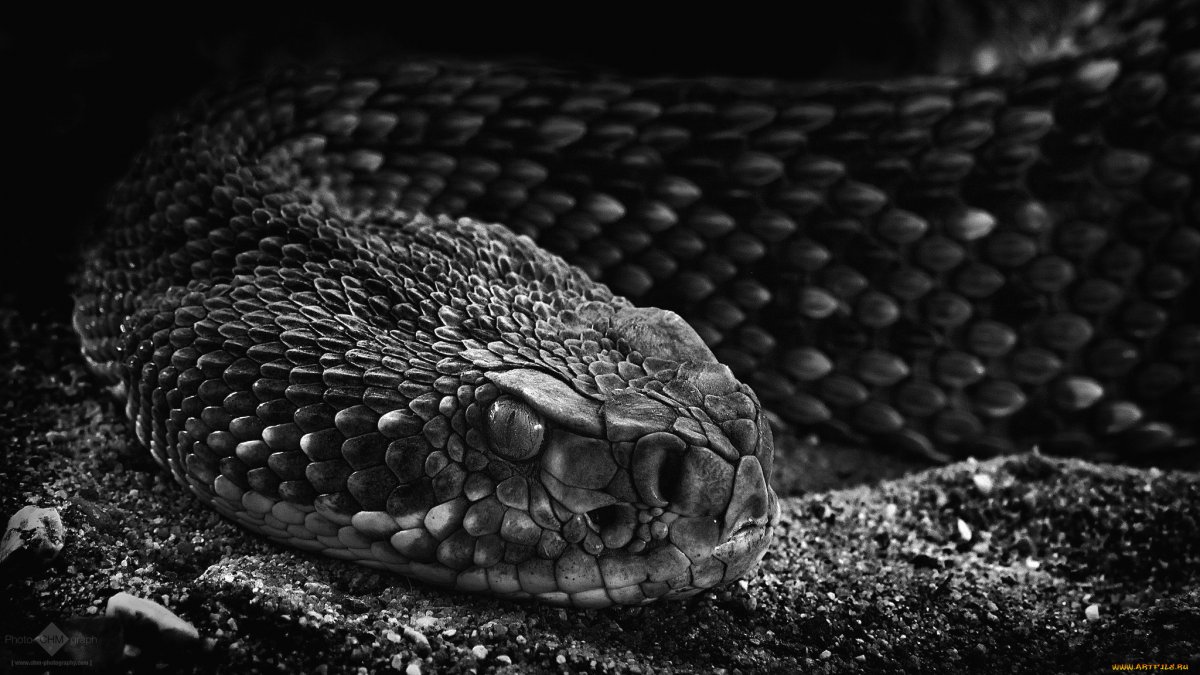 Красивая черная змея