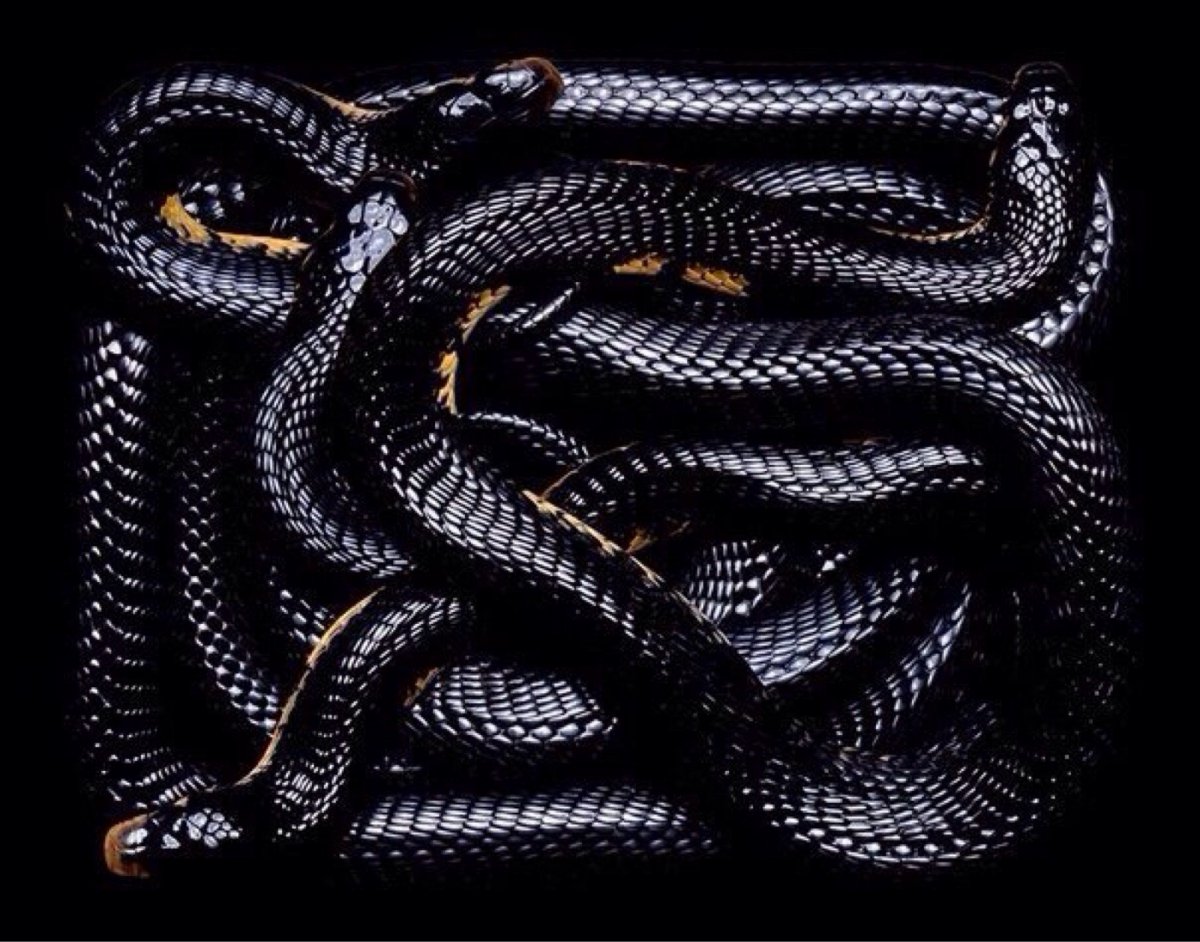 Змея гадюка