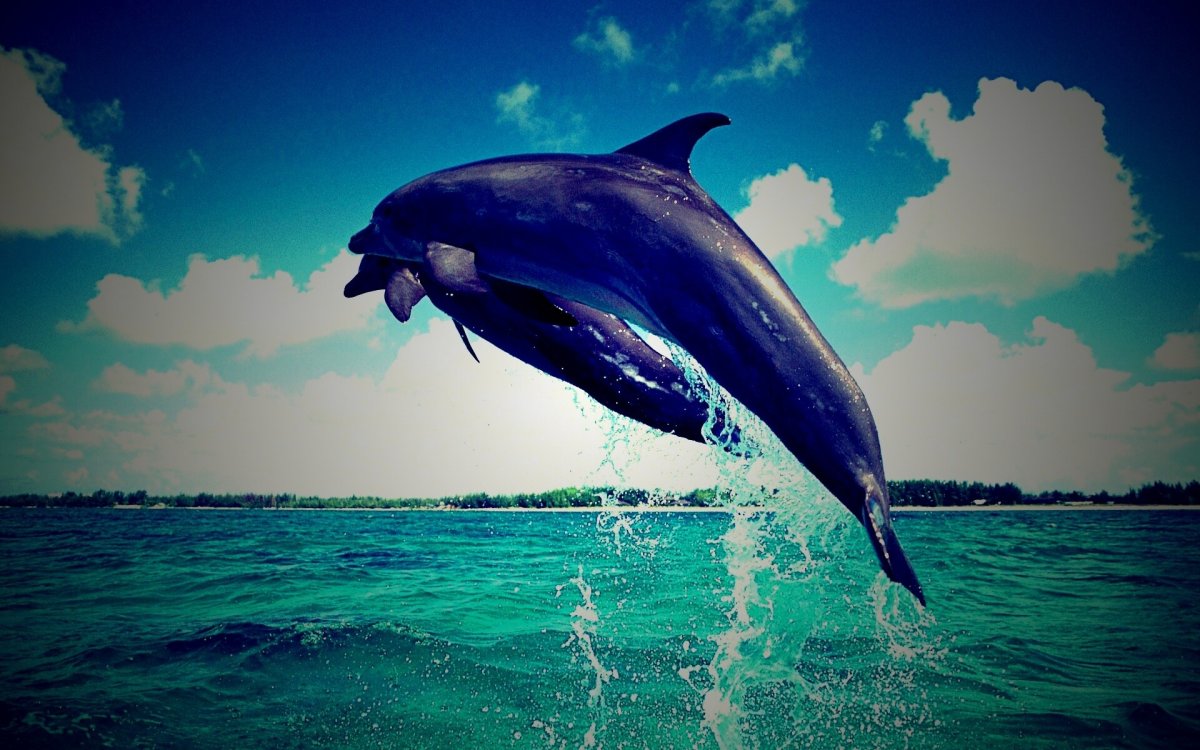 Дельфины в море
