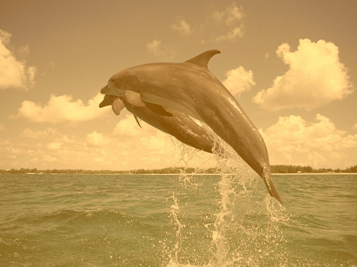 Дельфин в море