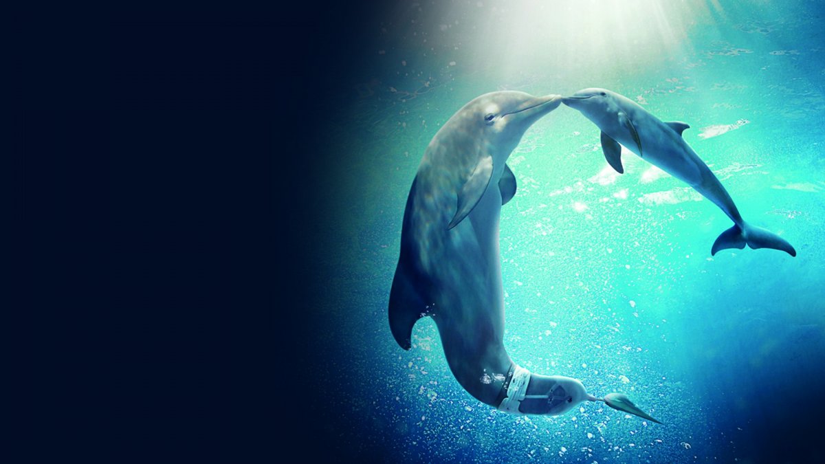 Фотообои дельфины