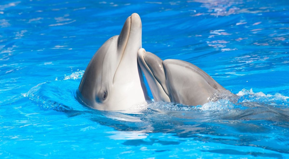 Дельфин Келли