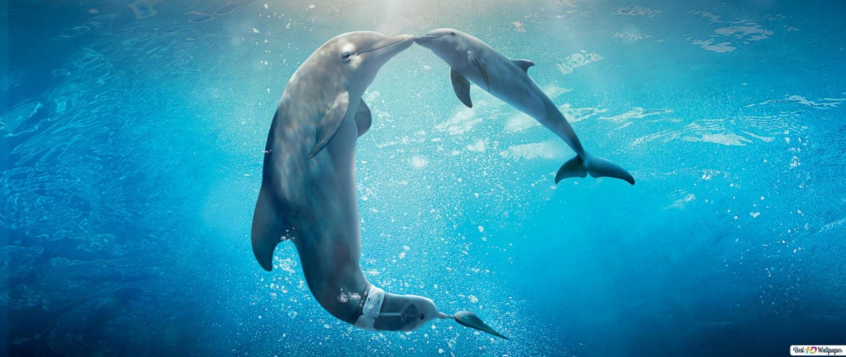 Дельфин 1080