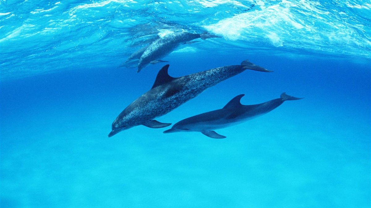 Дельфины в океане