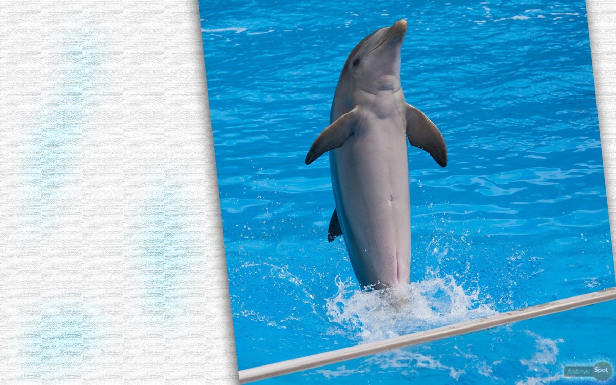 Черноморская Афалина анчоусы