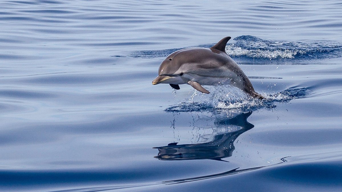 Дельфины bbc