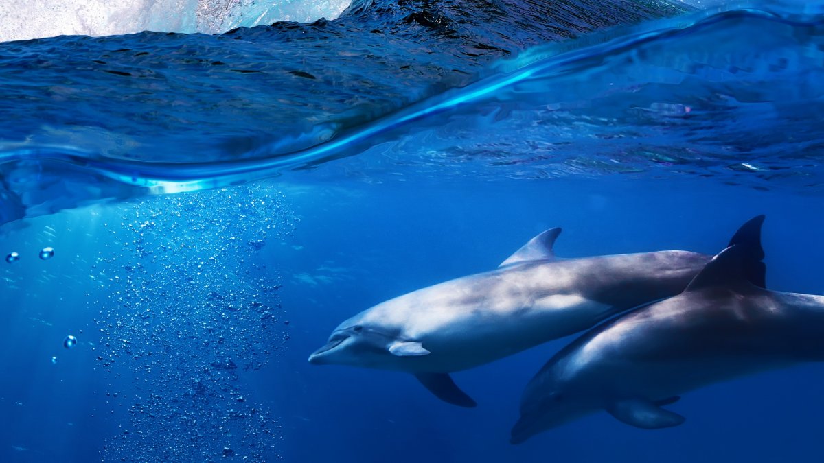 Дельфины улыбаются
