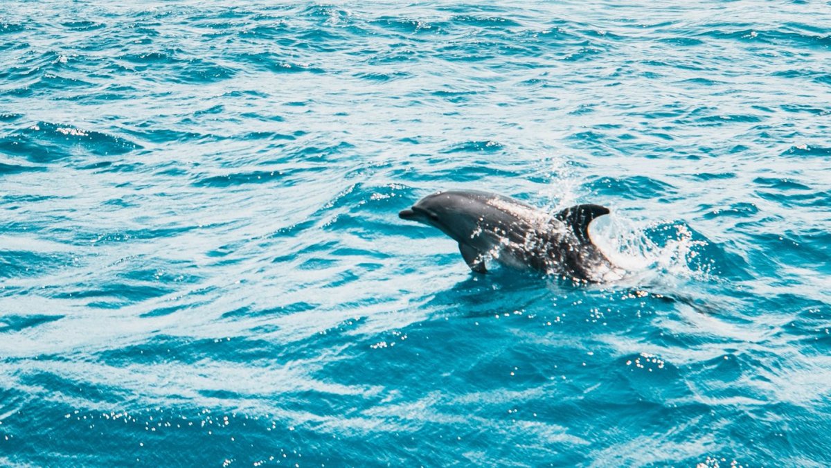 Долфин Дельфин