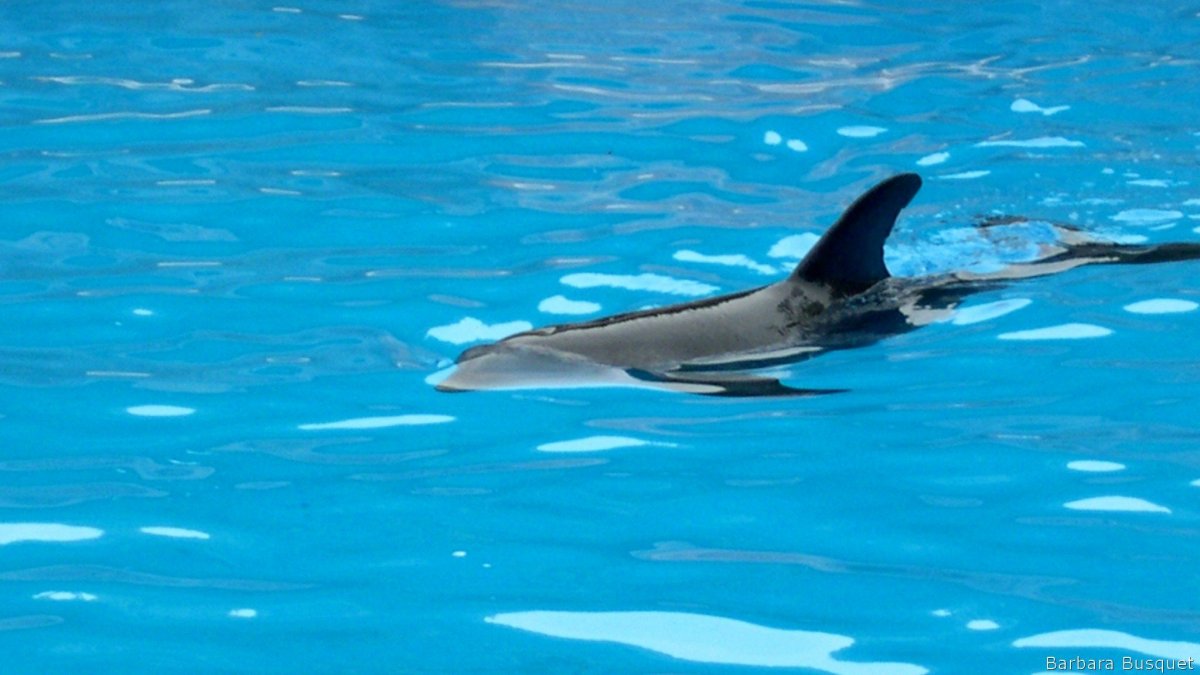 Дельфины на рабочий стол