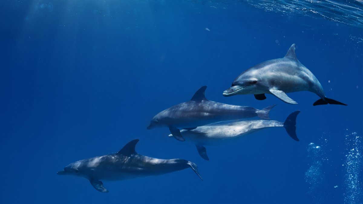 Дельфины на закате
