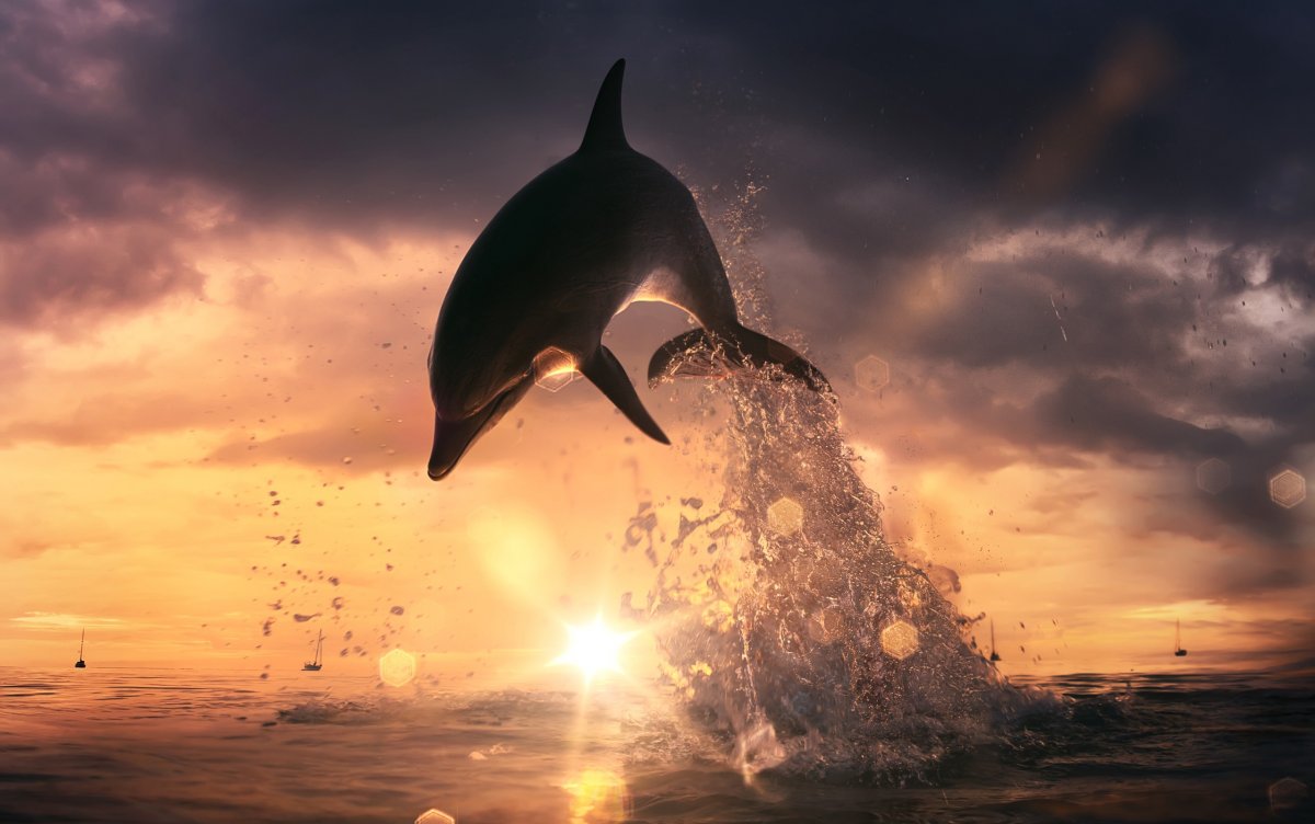 Дельфины обои на рабочий стол 1366х768