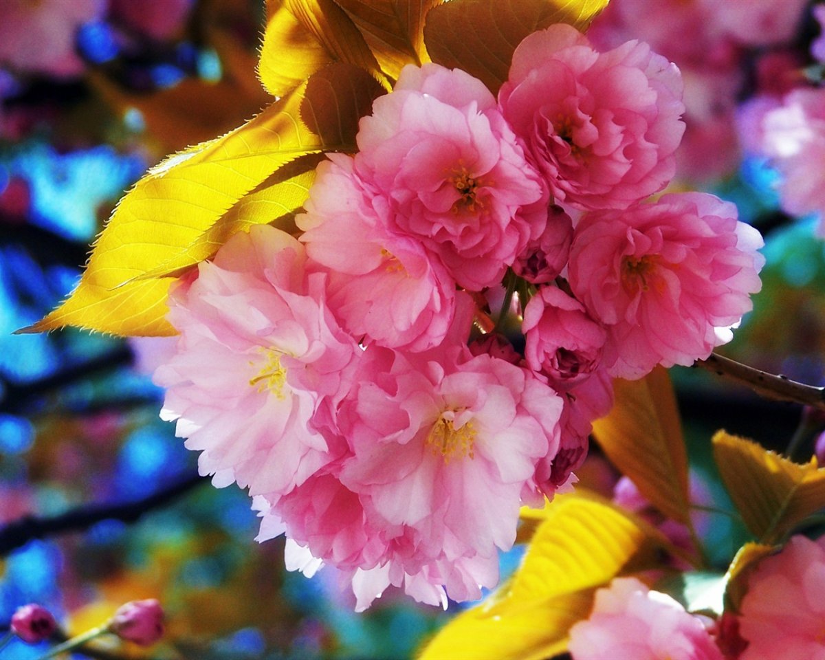 Яркая Весна