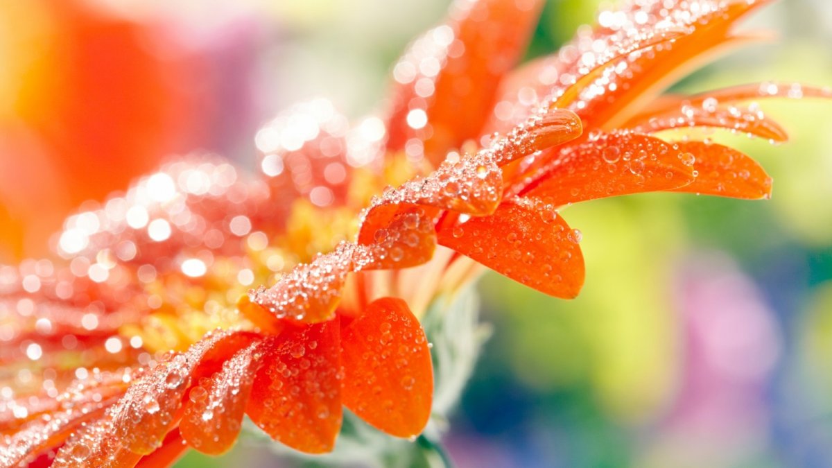 Красивые оранжевые цветы