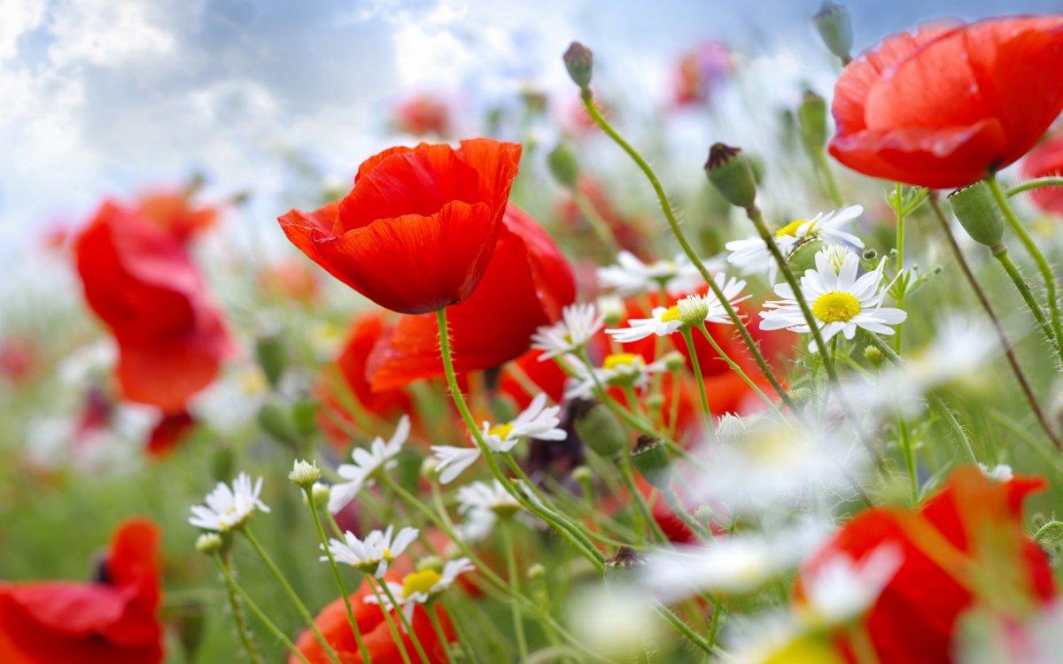 Красивые цветы