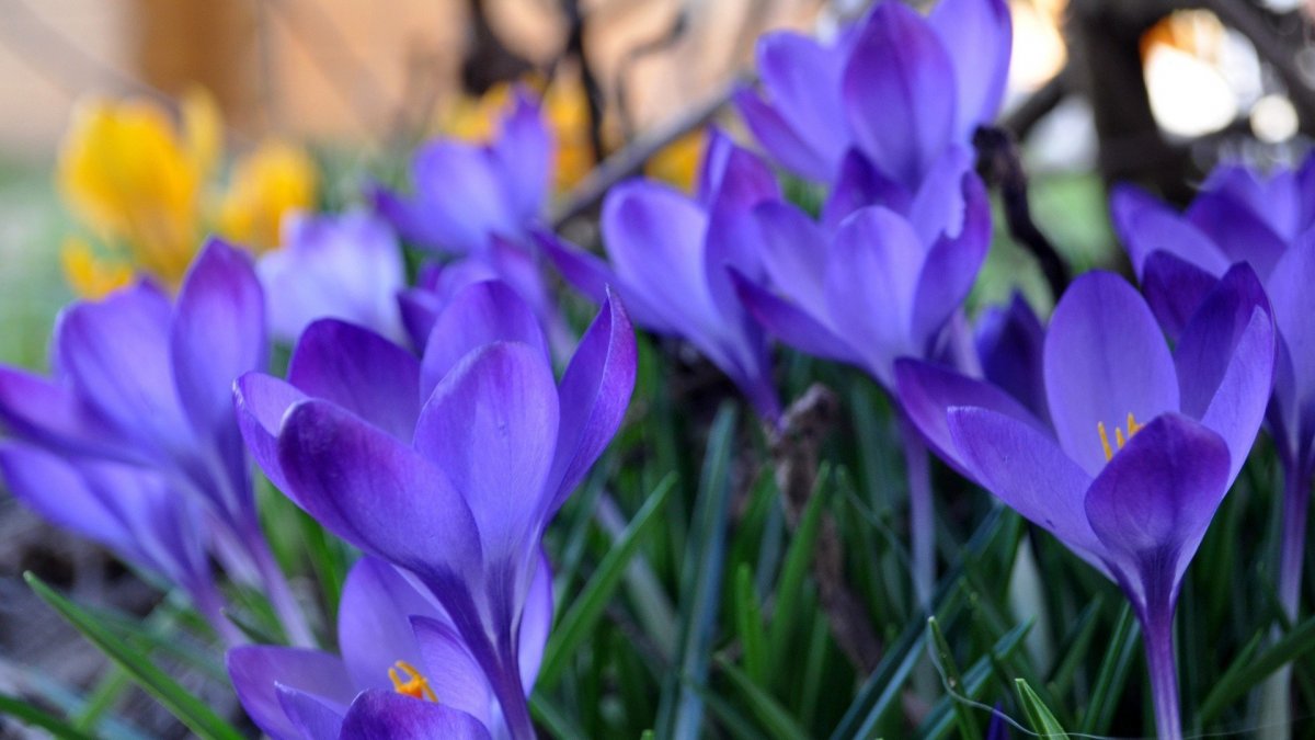 Крокусы сиреневые