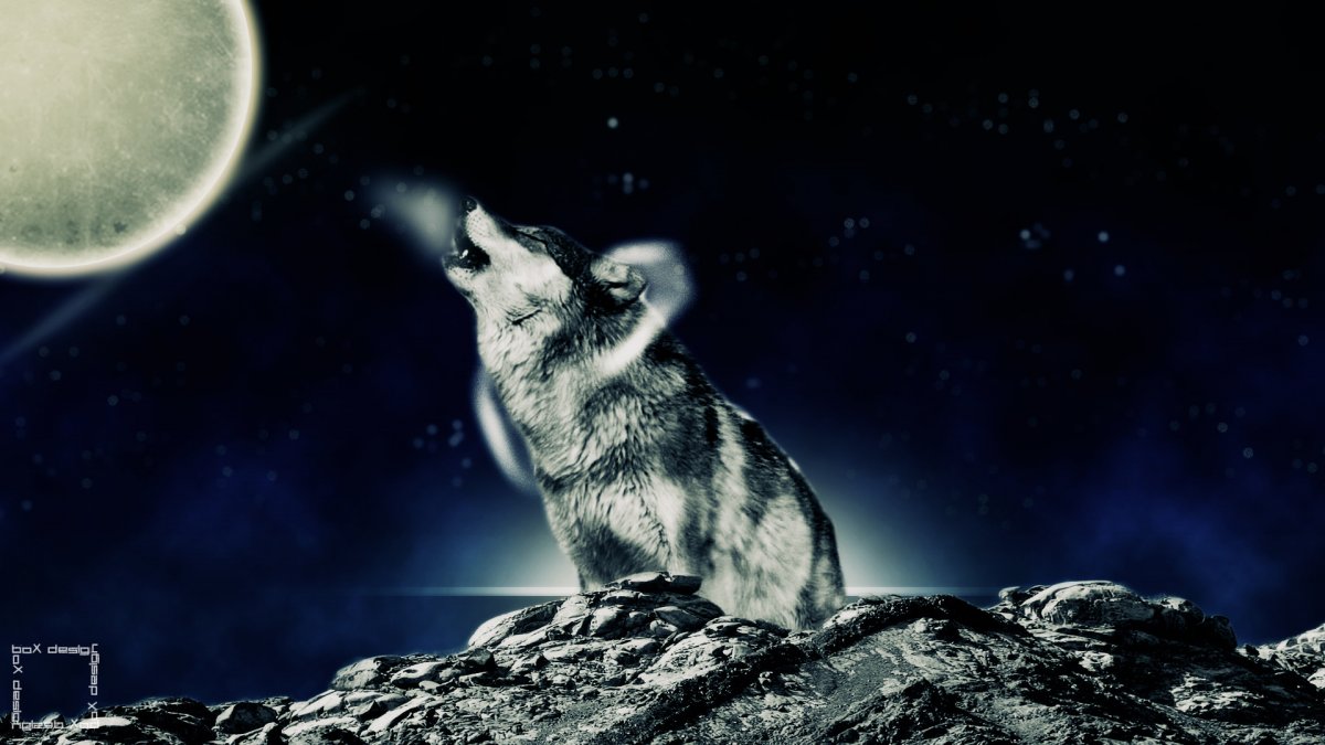 Волк черный Минимализм