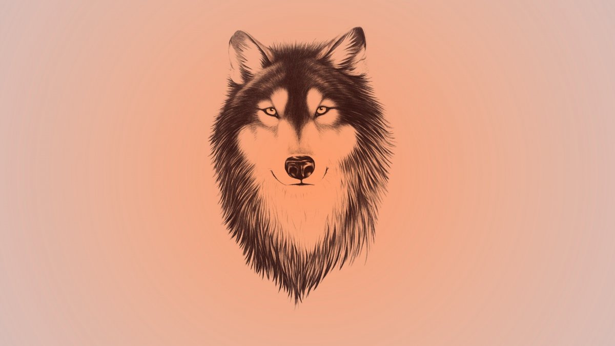 Черный волк воет