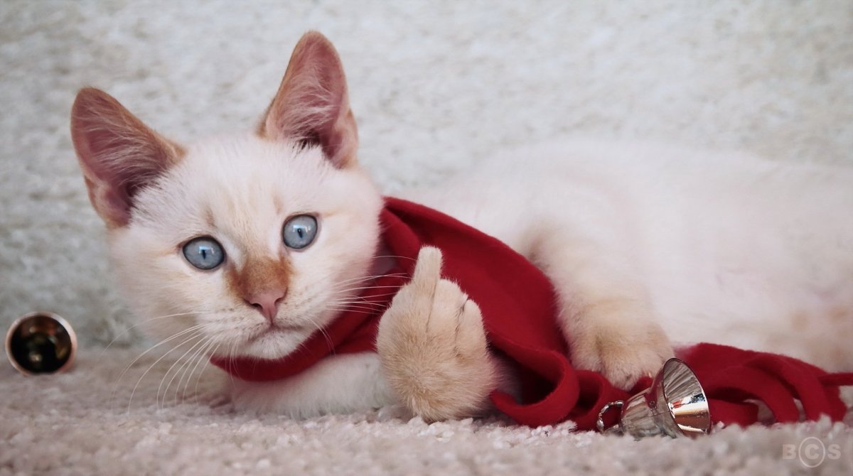 Новогодний кот с голубыми глазами