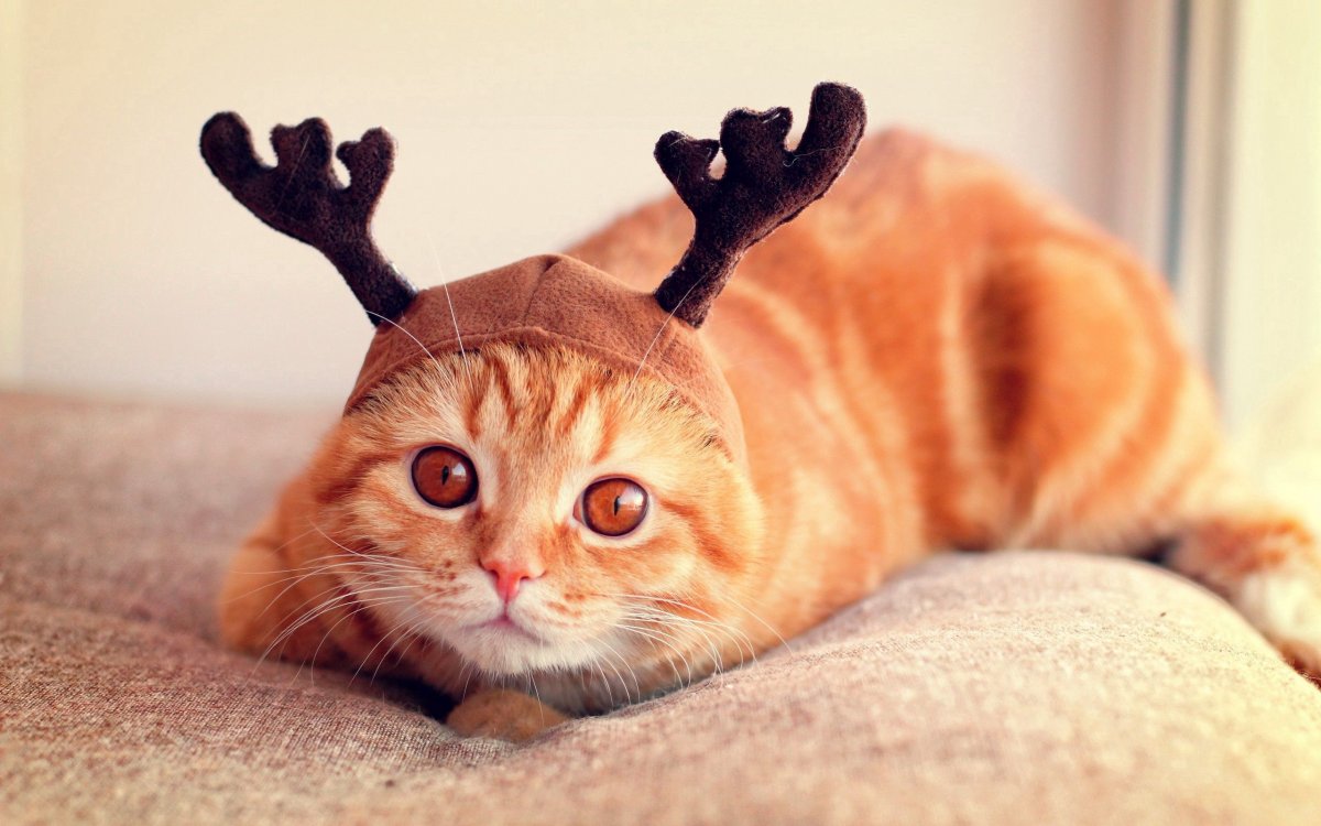 Прикольные кошки