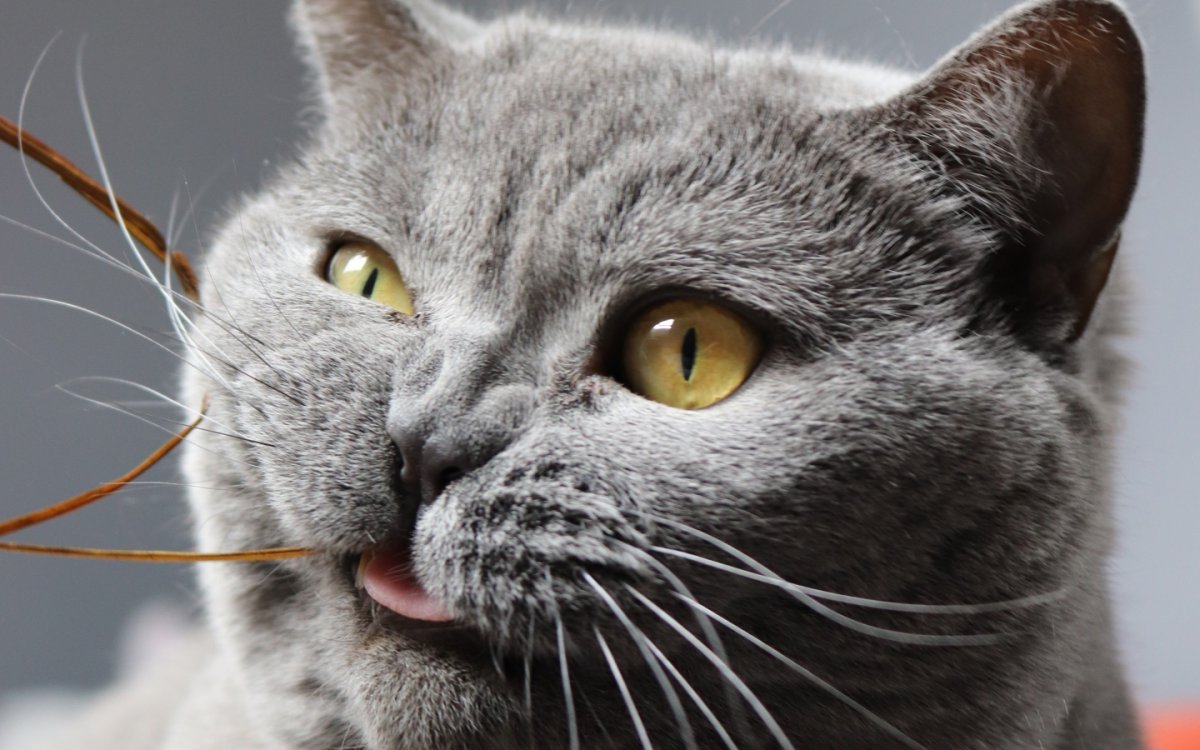 Британский короткошерстный кот