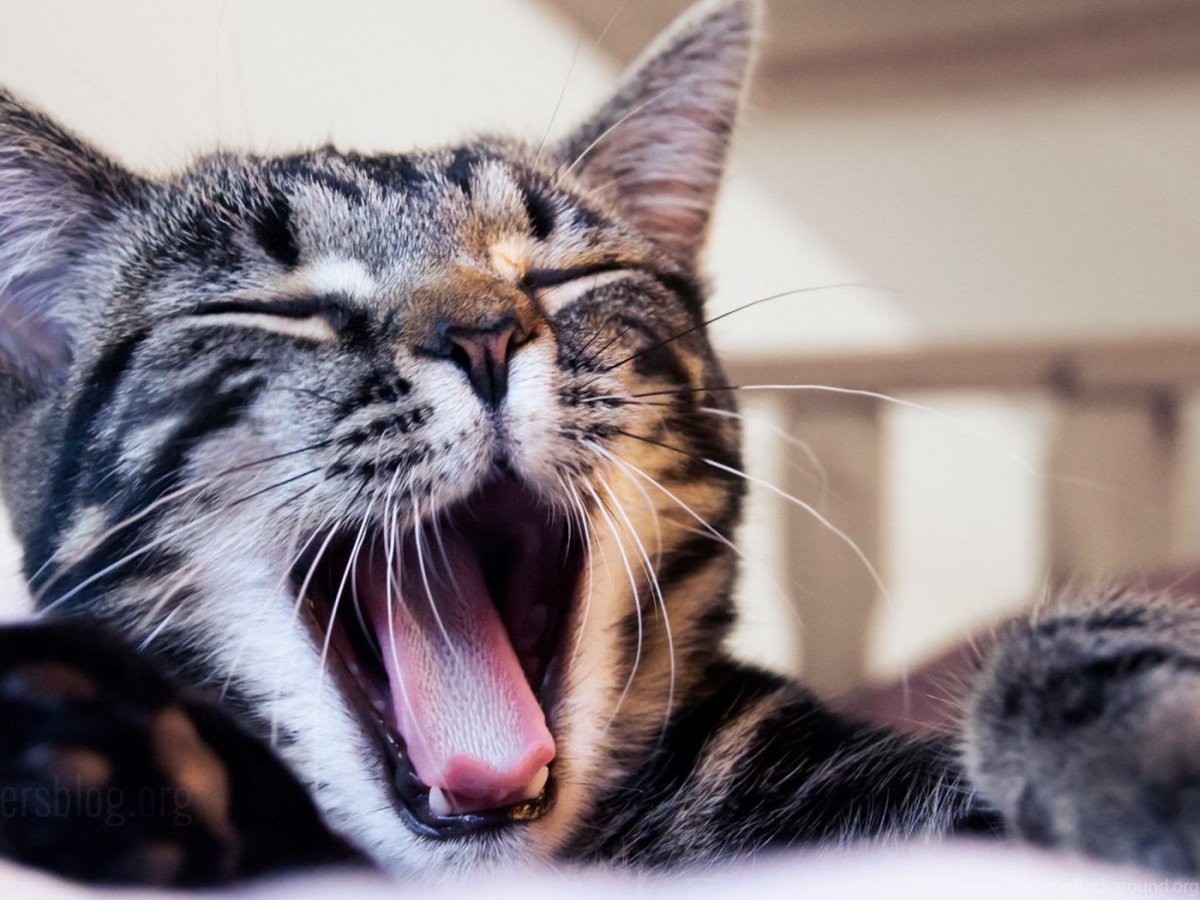 Обои на рабочий стол коты