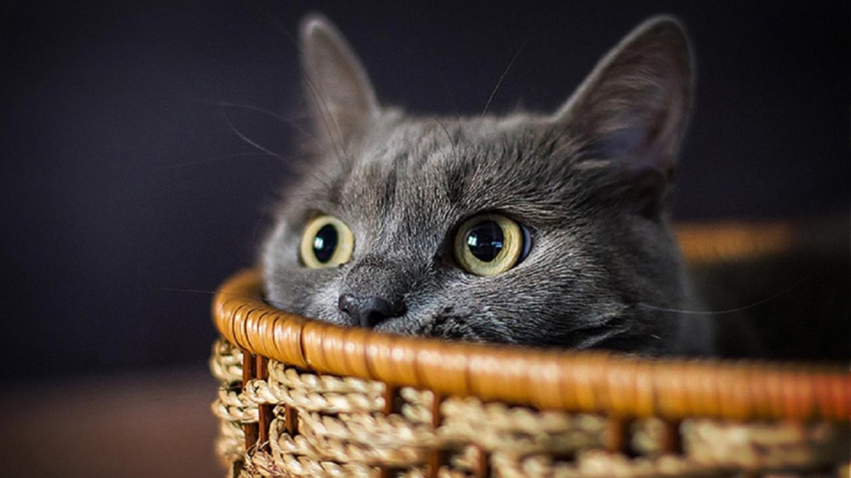 Картинки котиков