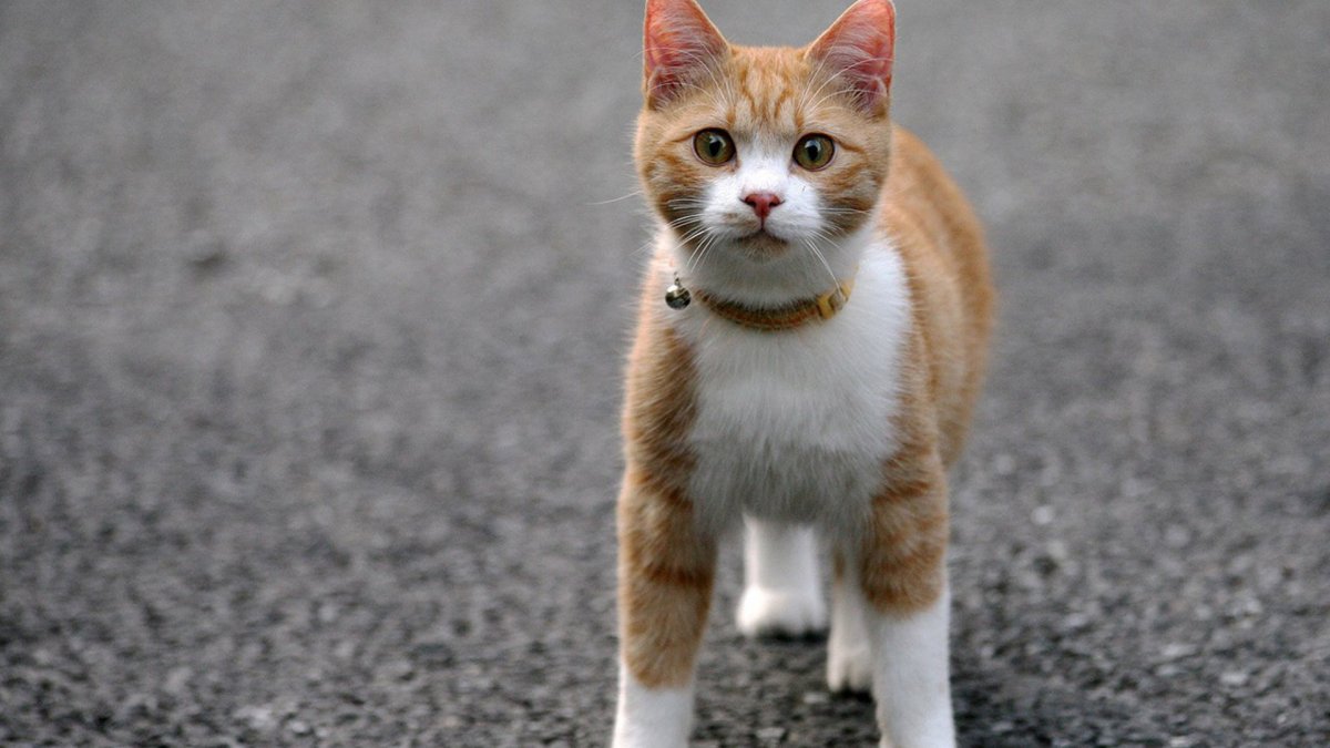 Кот в очках