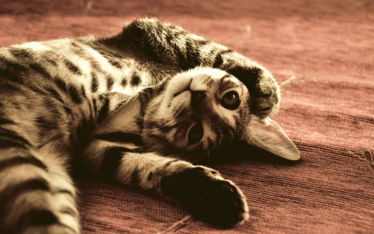 Красивые обои с животными