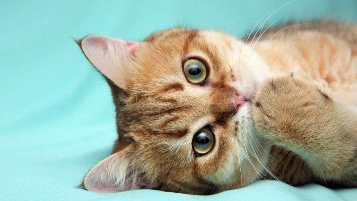 Красивые котики