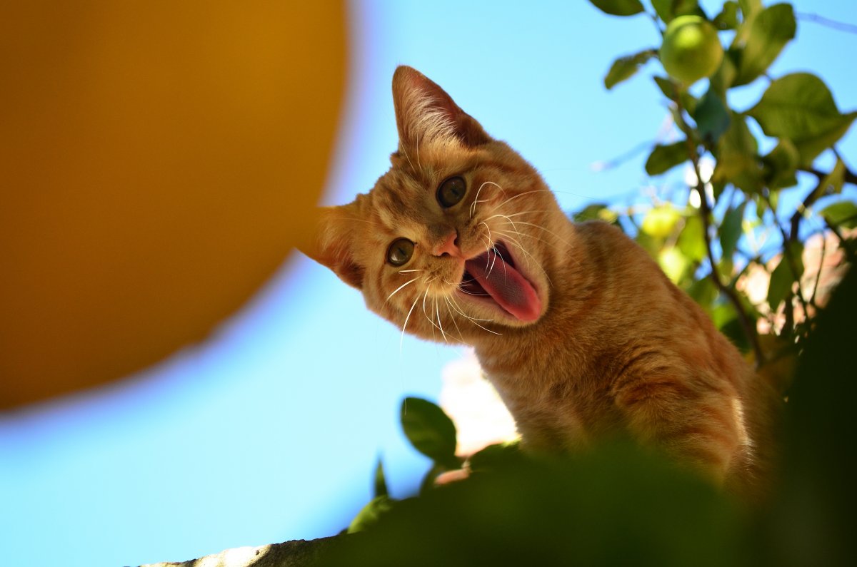 Рыжий кот с языком