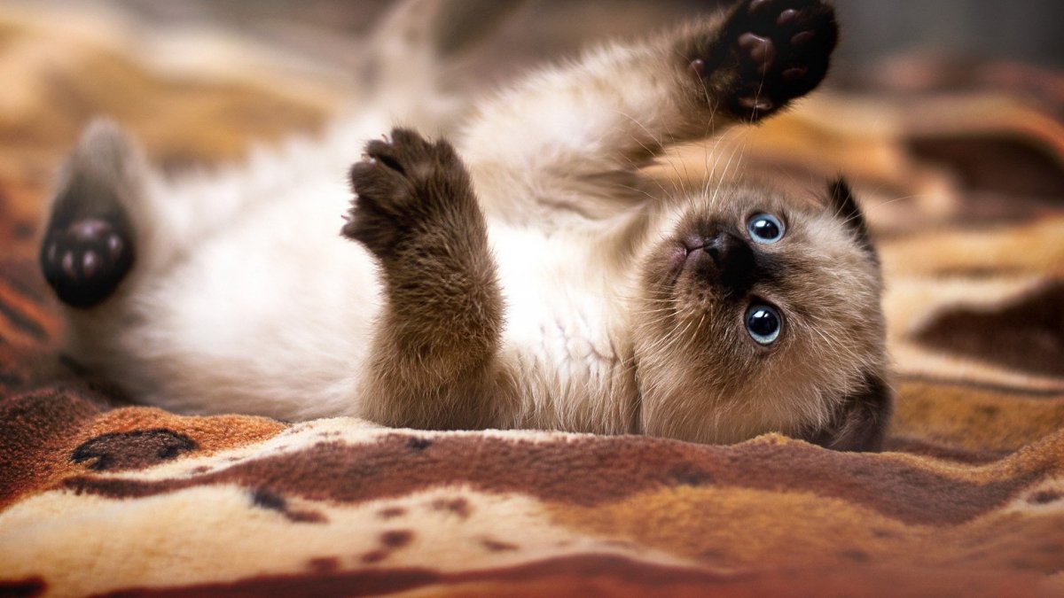 Котята на заставку