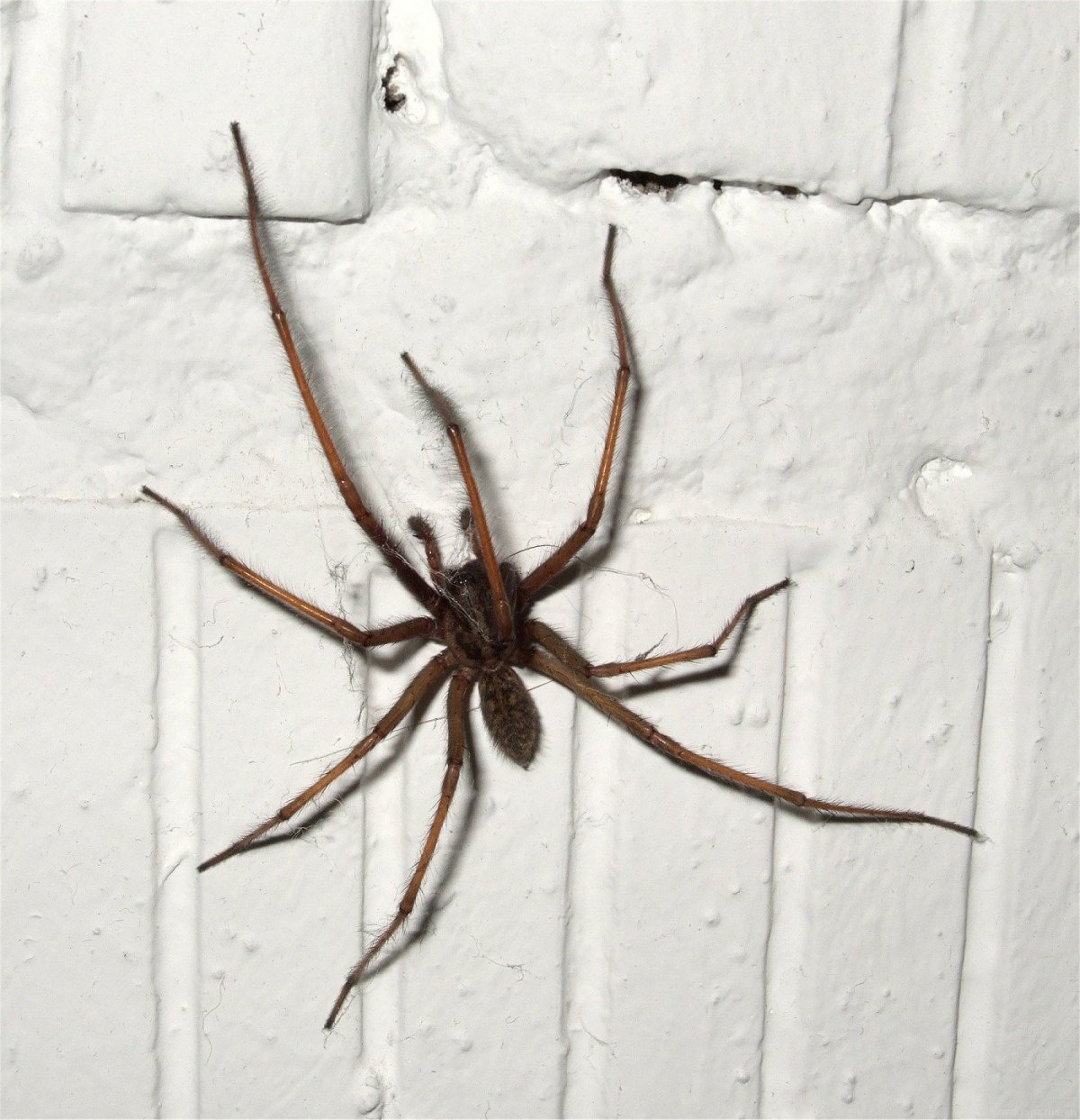 Черный домовой паук