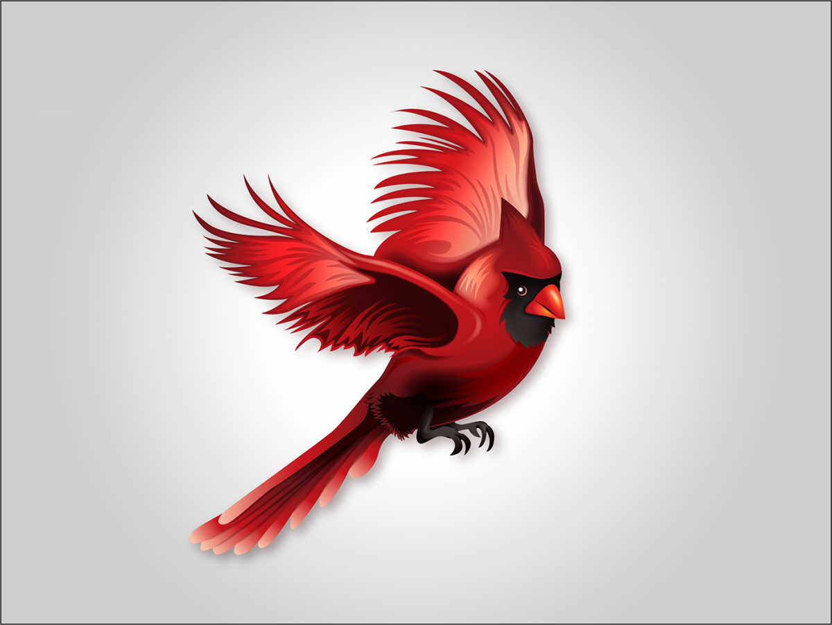 Группа красные птицы. Красная птица. Птица на Красном фоне. Птица с красными крыльями. Красная птица на прозрачном фоне.