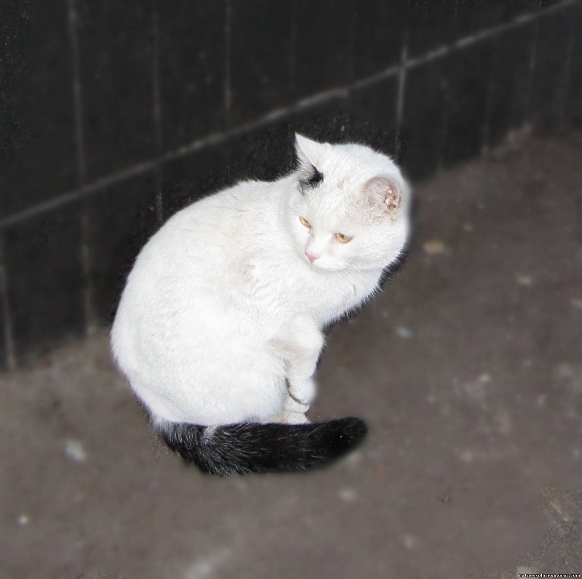 Белая кошка с черным хвостом