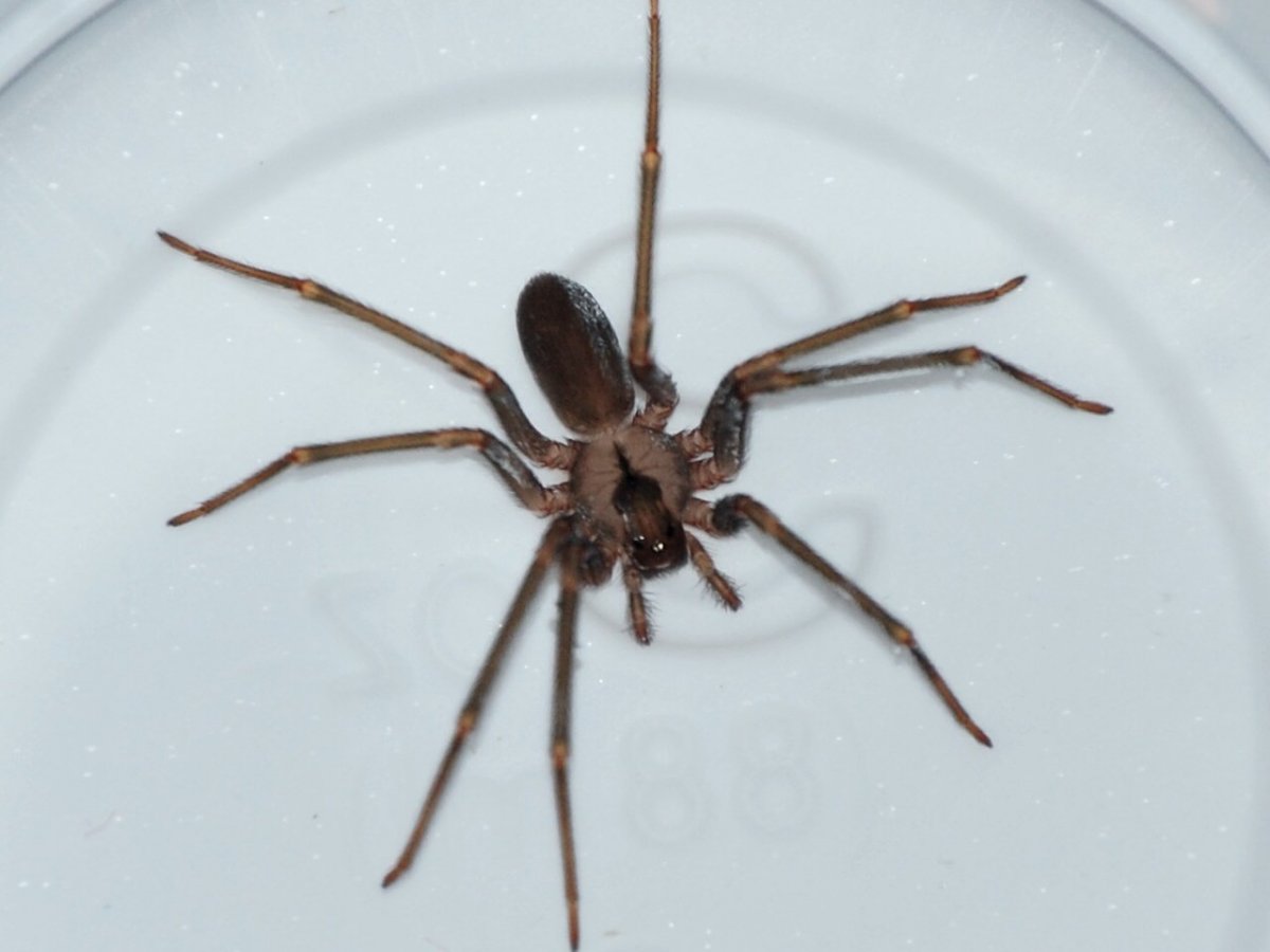 Темно коричневый паук дома
