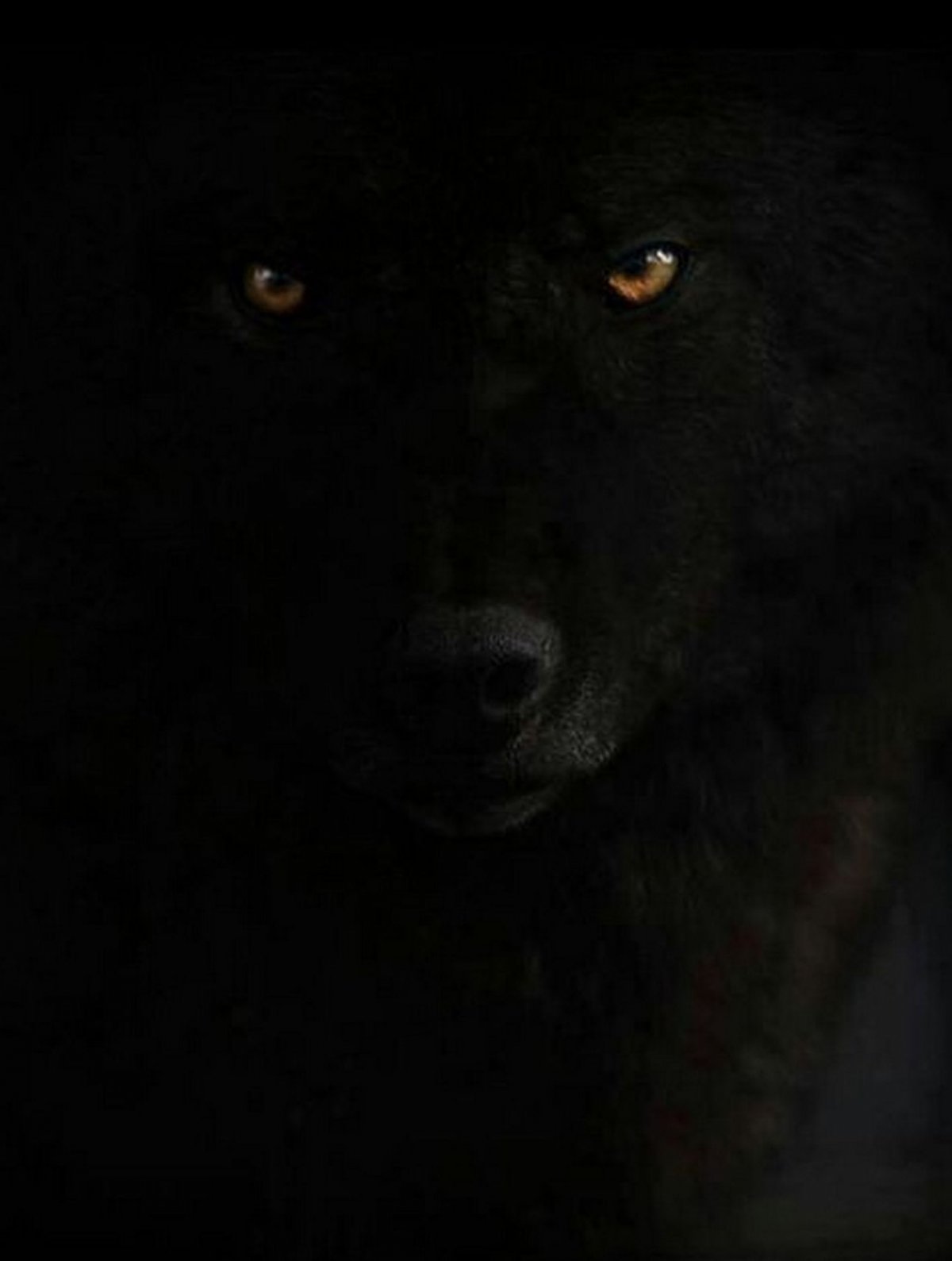 глаза волка в темноте фото