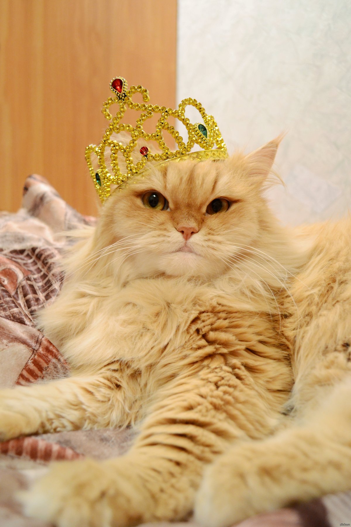 Рыжая кошка в короне