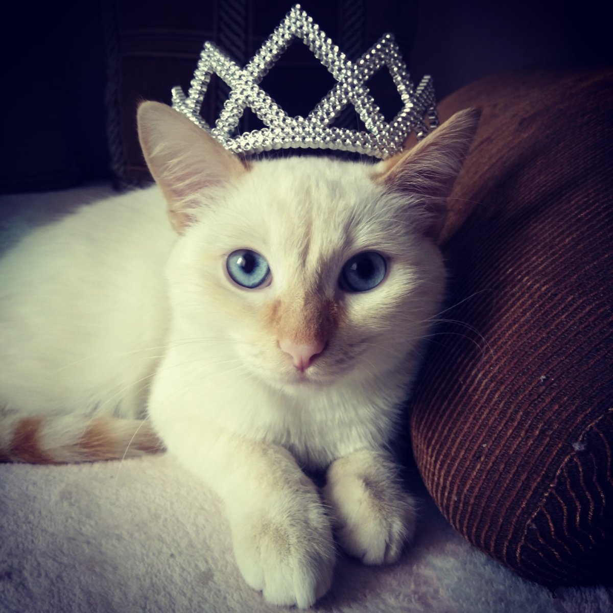 Самых красивых котиков с короной