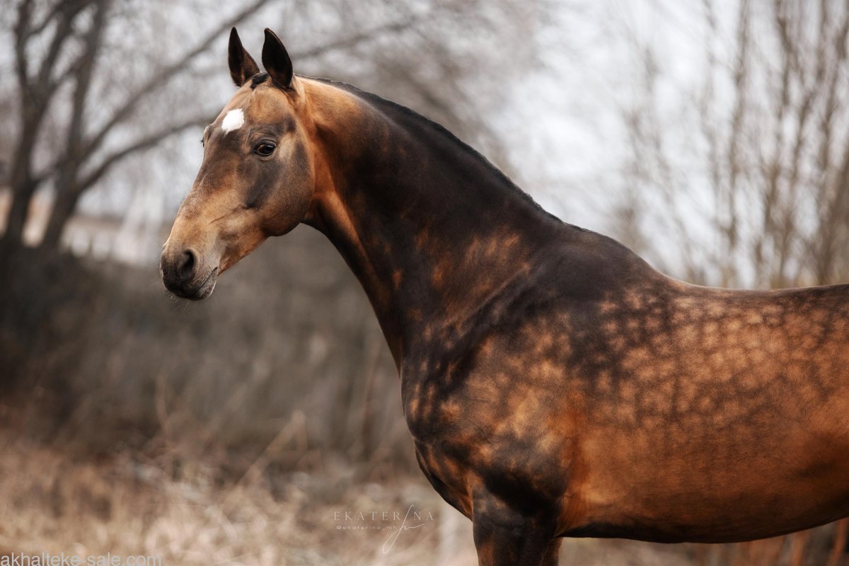 Ахалтекинская лошадь Грация