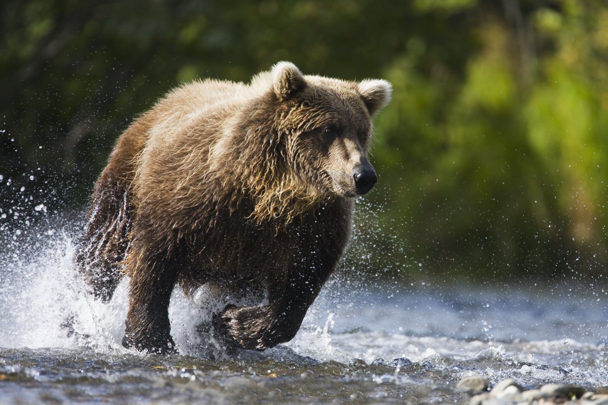 Медведь Гризли скорость бега