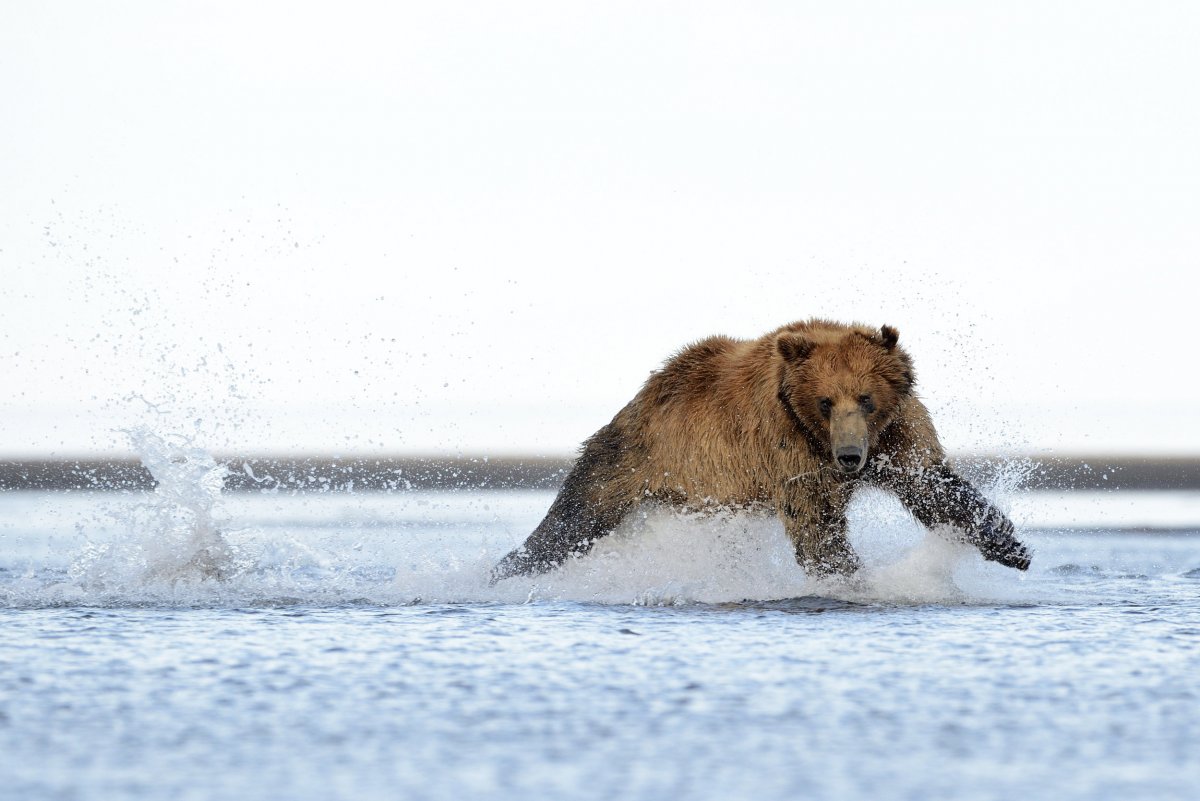 Бурый медведь бежит по снегу
