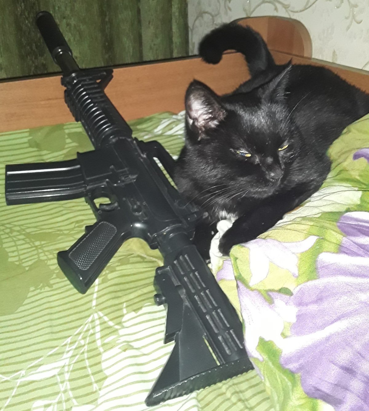Злой кот с пистолетом